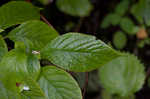 Mountain sweetpepperbush